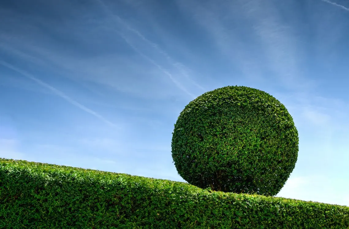 Stimmungsbild: akkurat geschnittene Hecke mit Formschnitt-Kugel